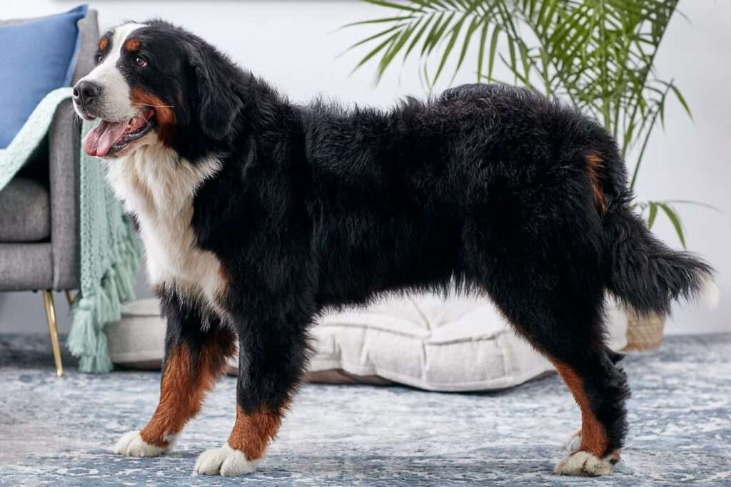 Bernese Mountain Dog