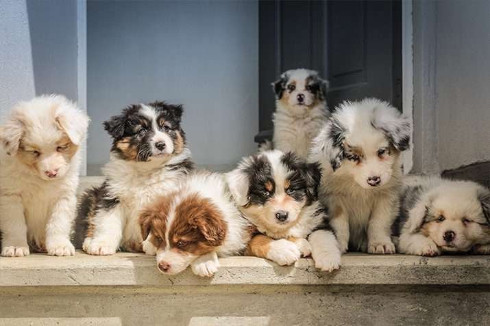 Best Small Dog Breeds for Active Families