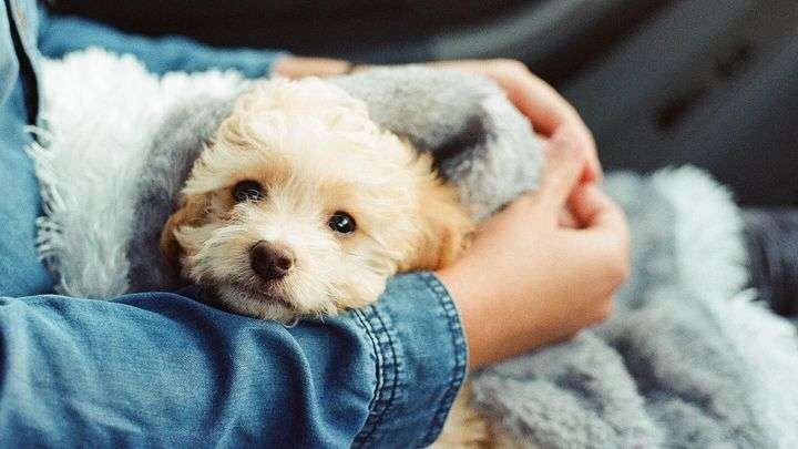 Best Small Dog Breeds for Allergies