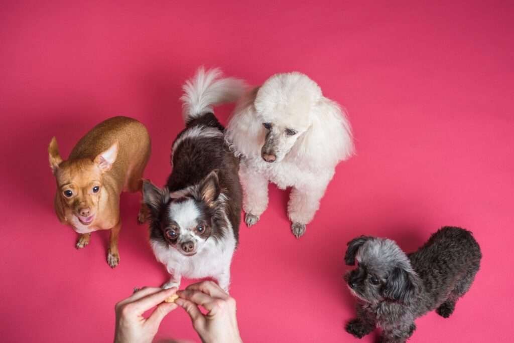 Best Small Dog Breeds for Anxiety