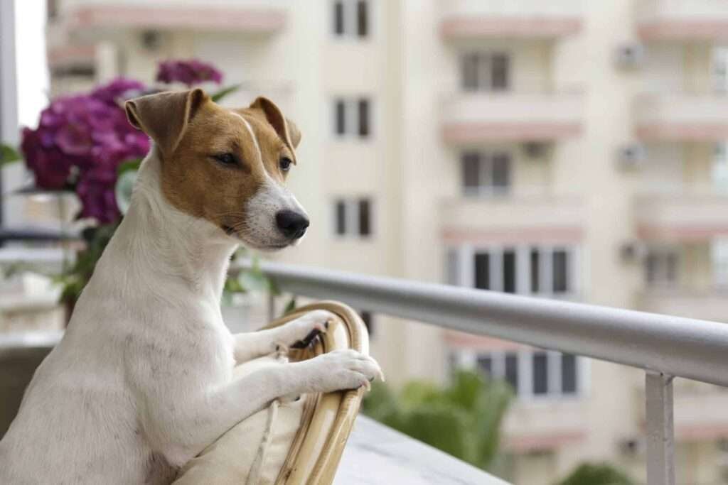 Best Small Dog Breeds for Apartments