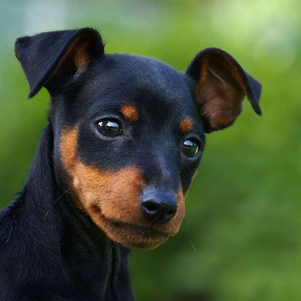 Best Small Dog Breeds for Beginners