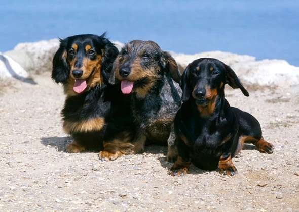 Best Small Dog Breeds for Big Dog Lovers