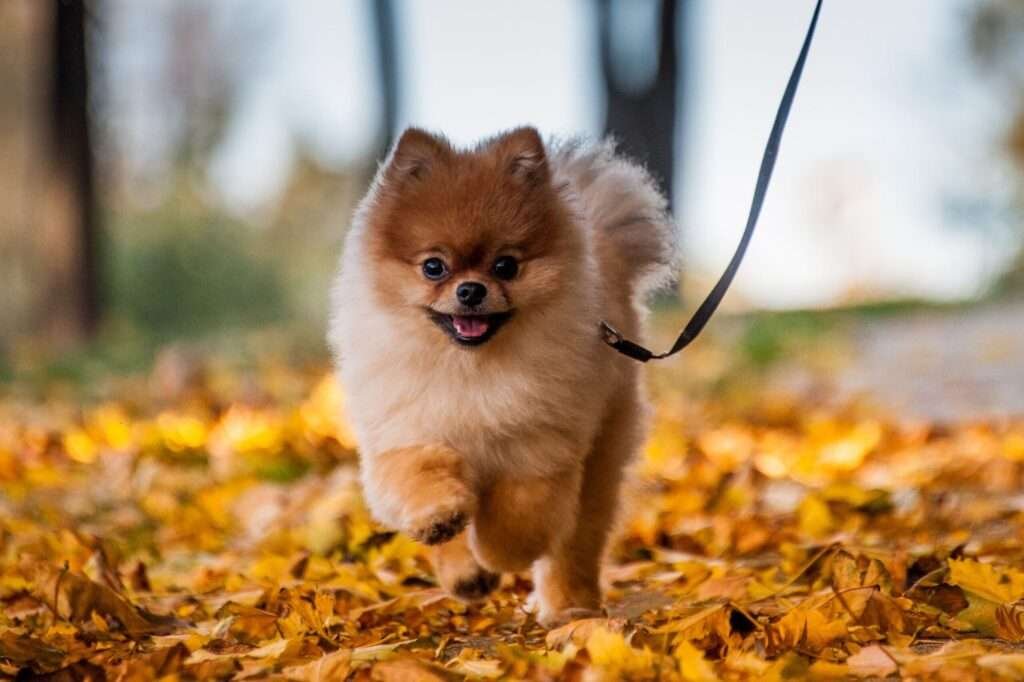Small Dog Breeds for Taurus