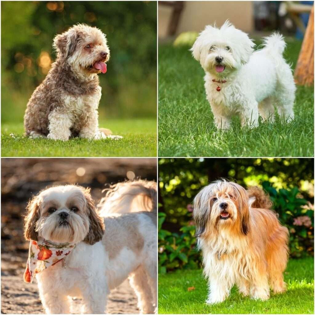 Best Small Dog Breeds for City Living