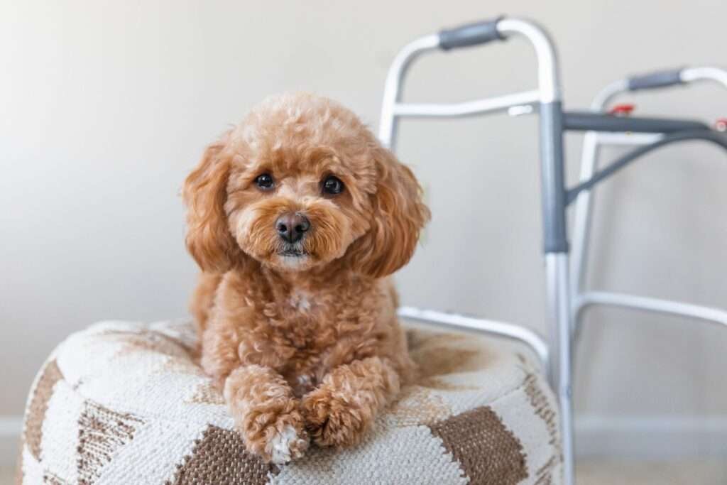 Best Small Dog Breeds for Elderly