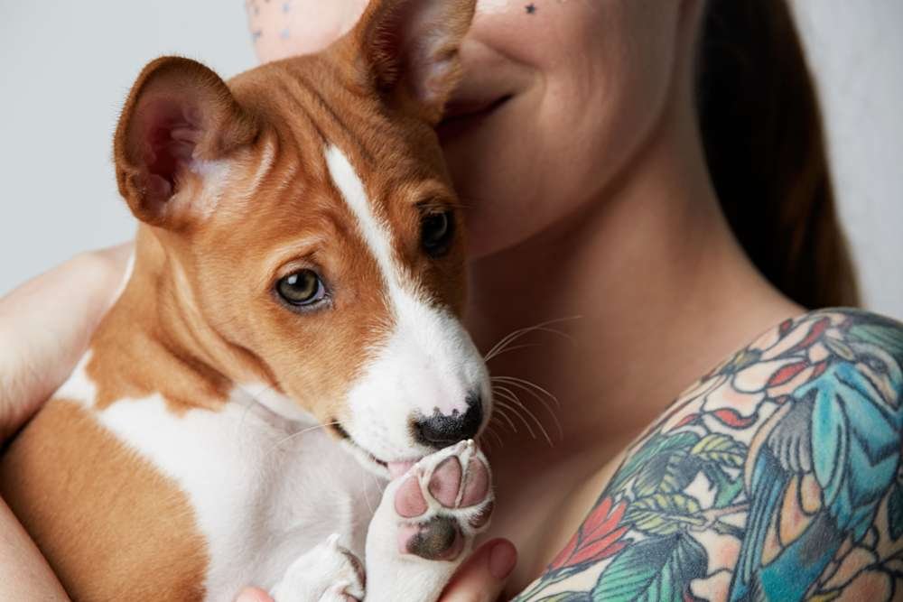 Best Small Dog Breeds for Emotional Support