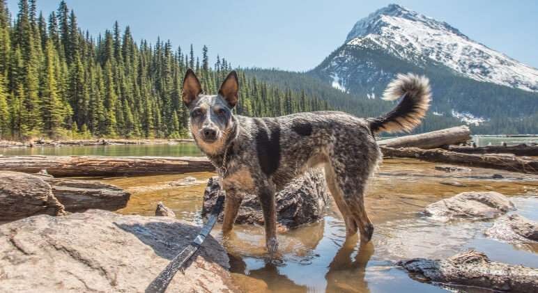 Best Small Dog Breeds for Hiking