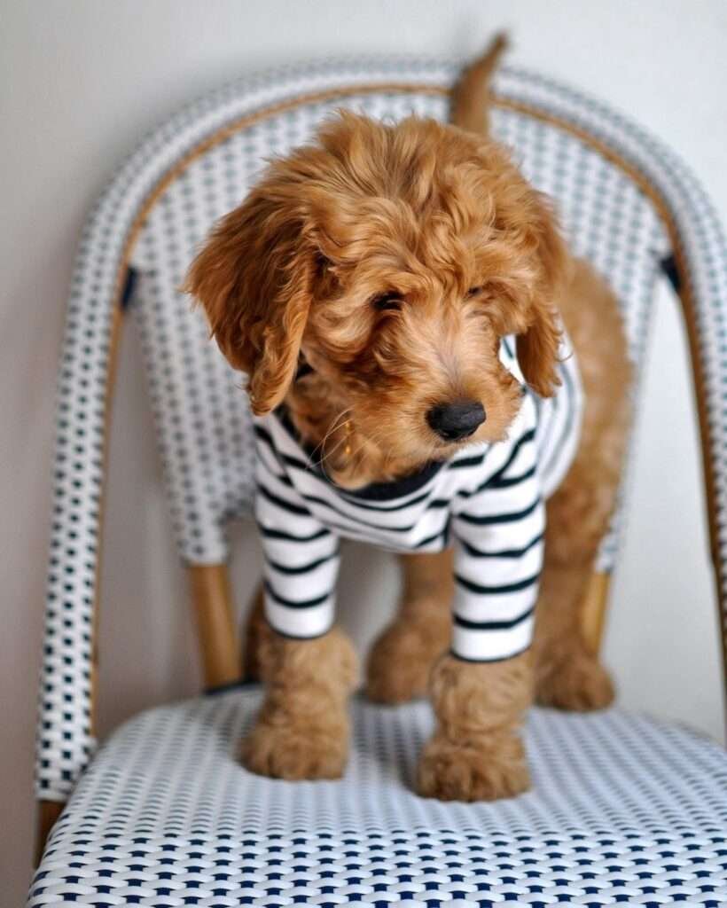 9 Best Small Dog Breeds for Indoor Pets: Top Indoor Companions