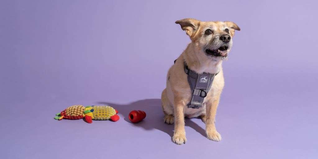 Best Small Dog Breeds for Inside