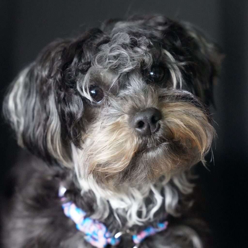 Best Small Dog Breeds for Pets