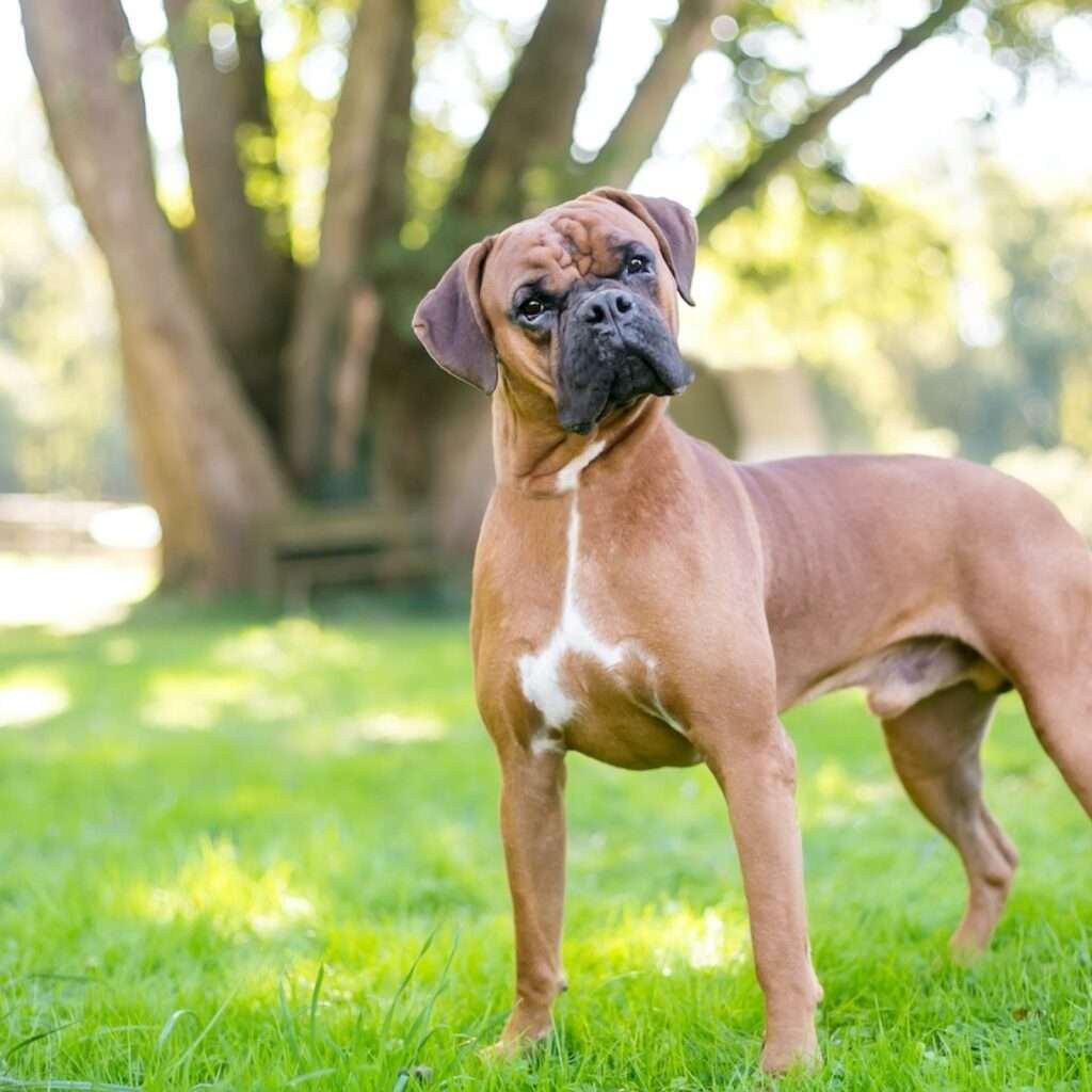 Best Small Dog Breeds for Protection