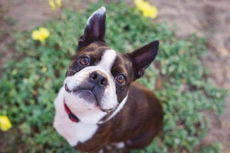 Best Small Dog Breeds for Retirees