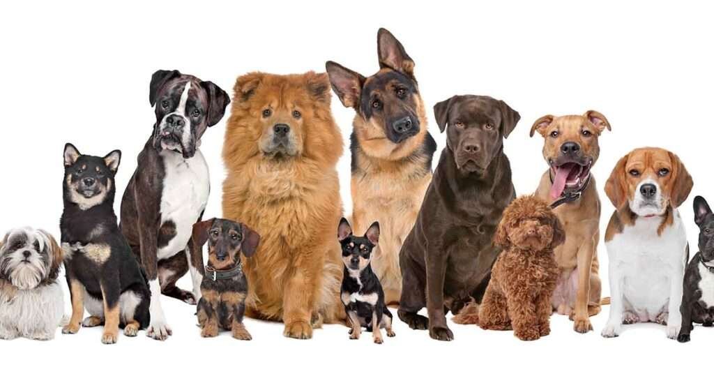 Best Small Dog Breeds for Senior Citizens