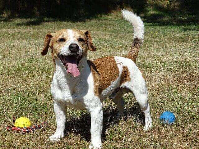 Best Small Dog Breeds for Singles