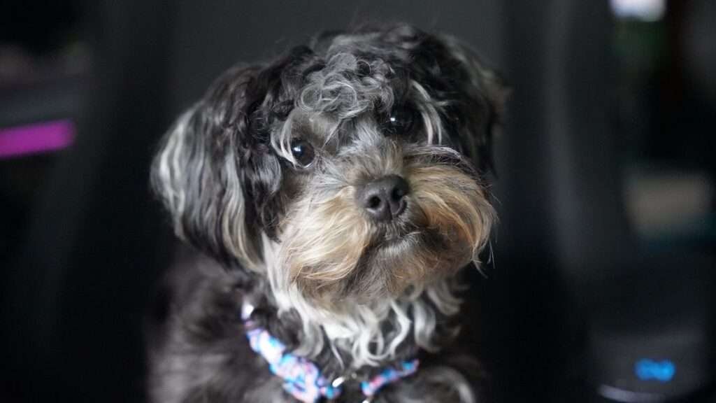 Best Small Dog Breeds for Temperament