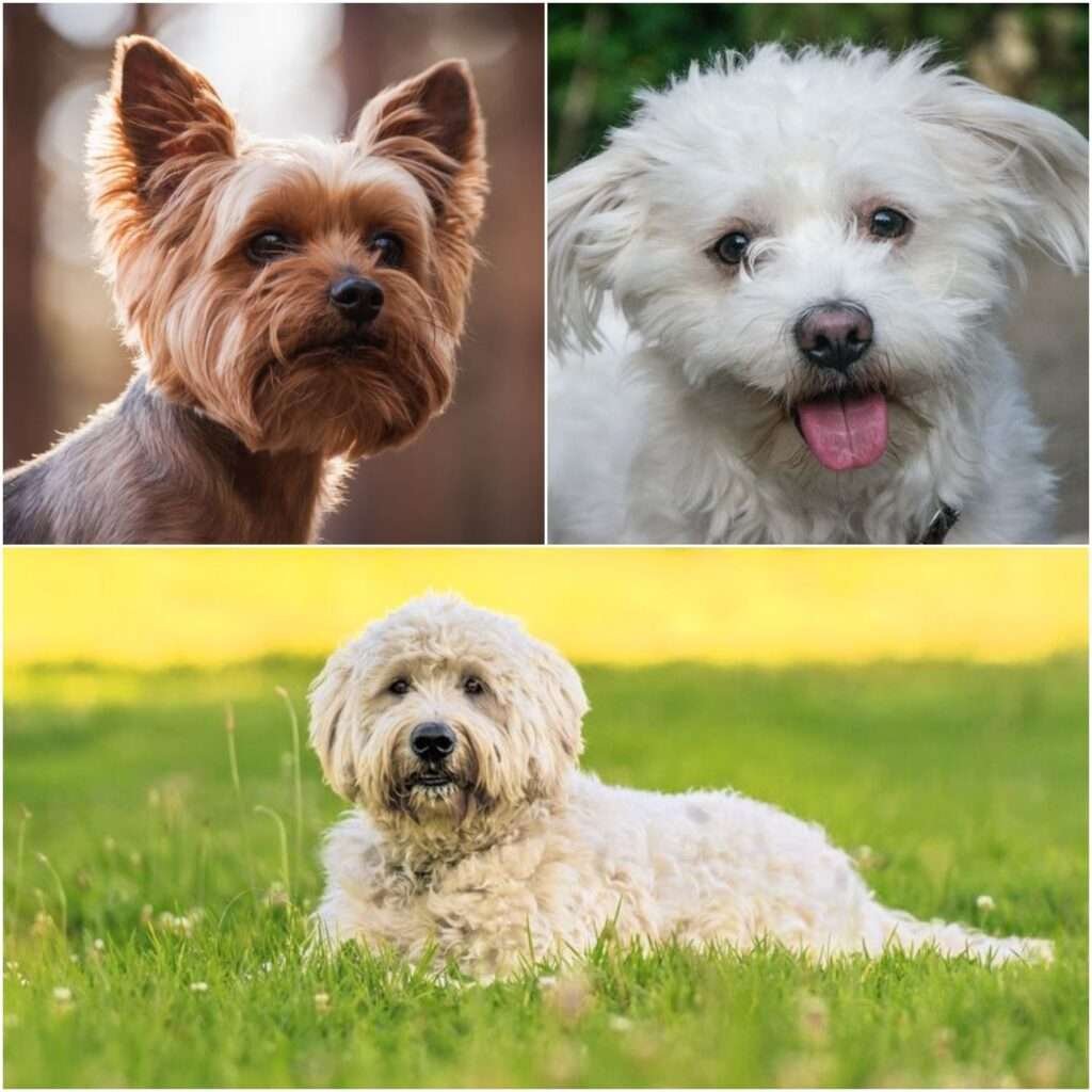 Best Small Dog Breeds for Therapy Work