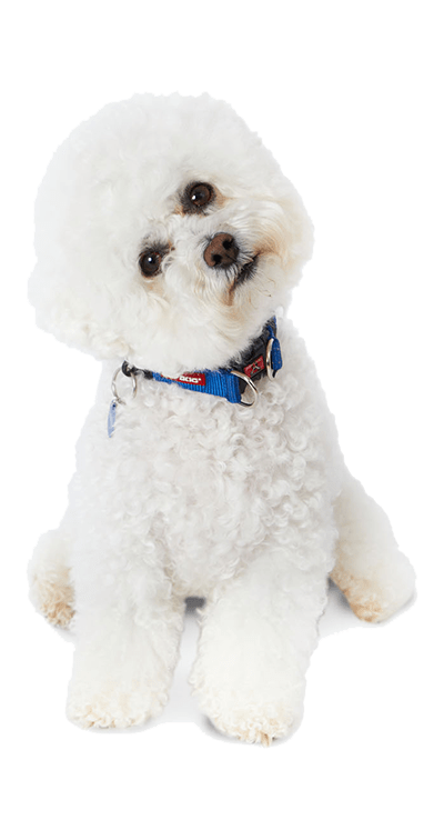 Bichon Frise Info, Temperament, Life Expectancy, Size, Puppies, Pictures