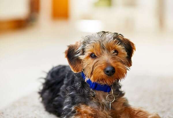 Biewer Terrier Info, Types, Lifespan, Temperament, Puppies, Pictures