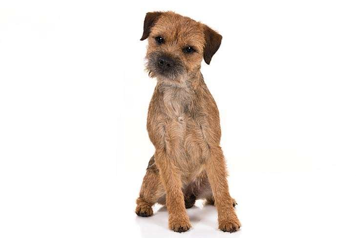 Border Terrier History, Temperament And Behavior, Training, Feeding