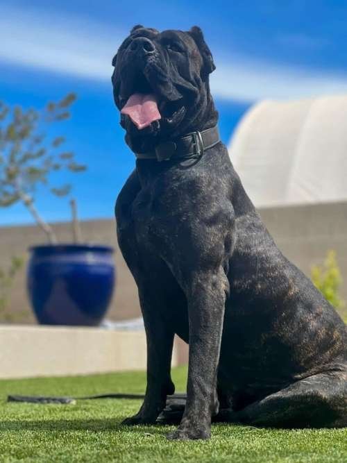 Cane Corso Guard Dog Breeds