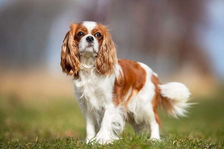 Cavalier King Charles Info, Temperament, Life Expectancy, Size, Puppies, Pictures