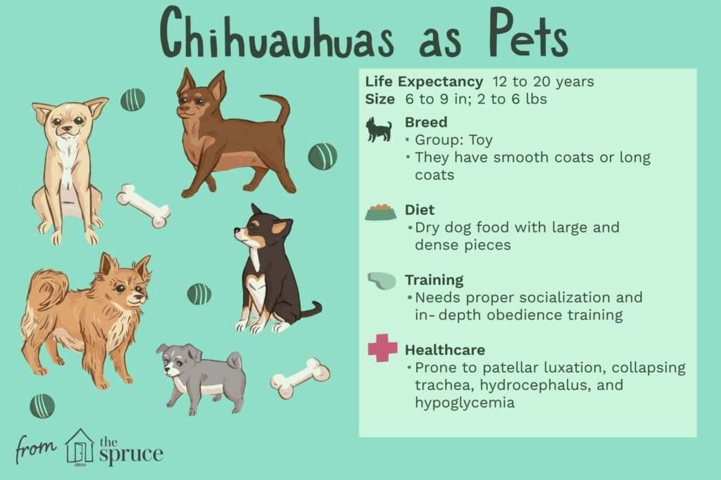 Chihuahua Info, Temperament, Life Expectancy, Size, Puppies, Pictures