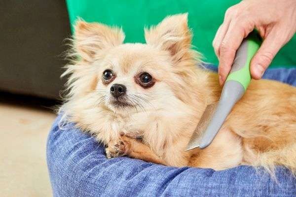 Chihuahua Info, Types, Lifespan, Temperament, Puppies, Pictures