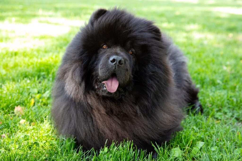 Chinese Guard Dog Breeds