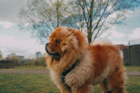 Chow Chow Guard Dog Breeds