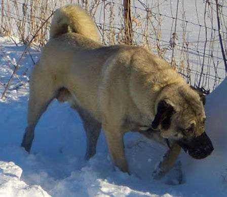 Cold Weather Guard Dog Breeds