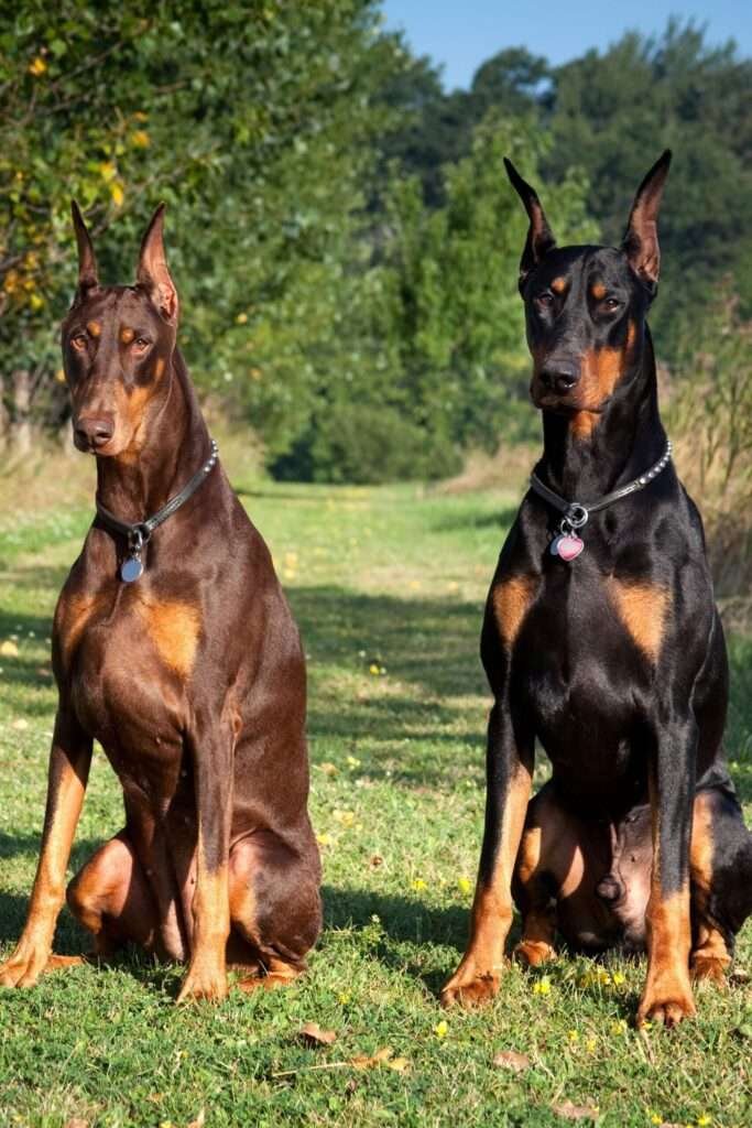 Common Guard Dog Breeds