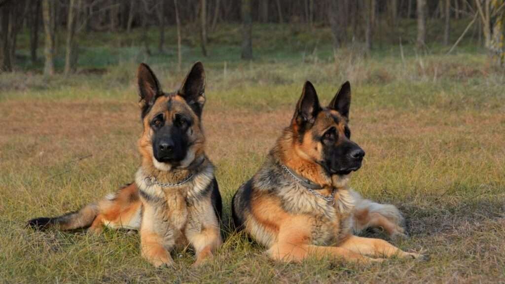 Companion Guard Dog Breeds