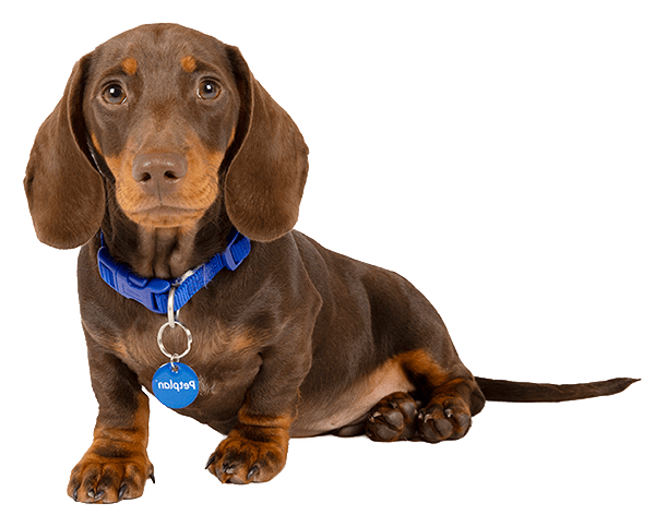 Dachshund Info, Temperament, Life Expectancy, Size, Puppies, Pictures