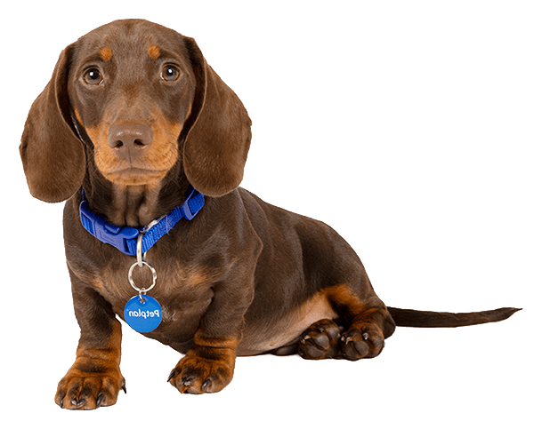 Dachshund (Miniature) Info, Temperament, Life Expectancy, Size, Puppies, Pictures