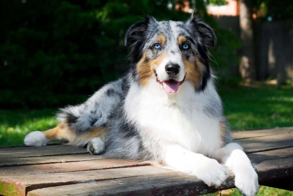 Easy to Train Guard Dog Breeds
