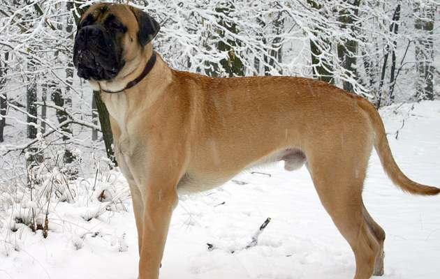 English Guard Dog Breeds