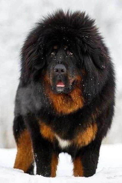 European Guard Dog Breeds