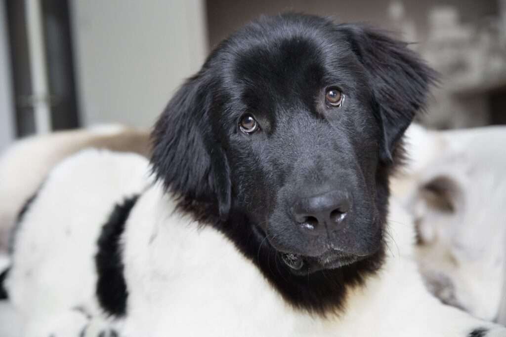 Extra Large Guard Dog Breeds