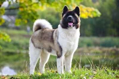 Fearless Guard Dog Breeds