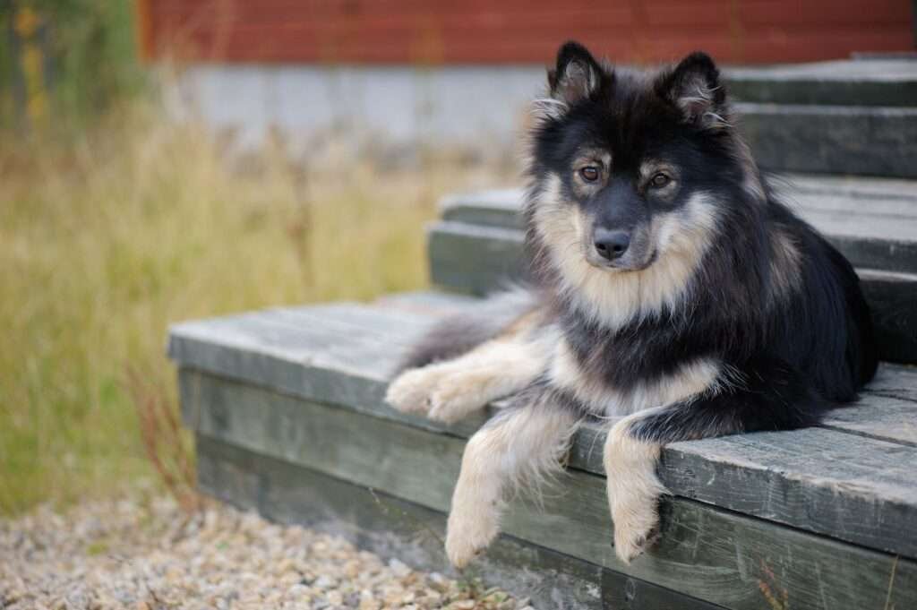 Finnish Lapphund History, Temperament And Behavior, Training, Feeding