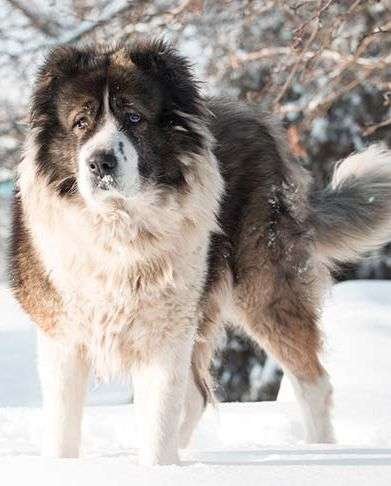 Fluffy Guard Dog Breeds