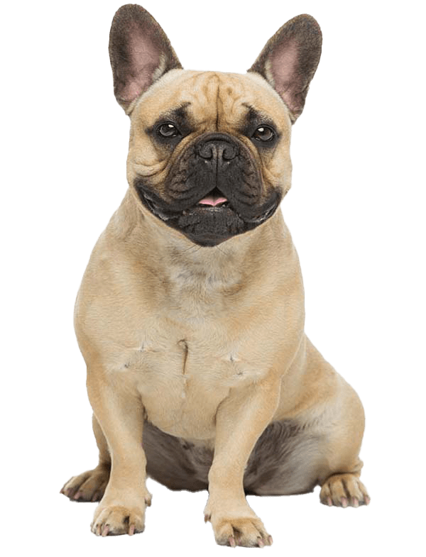 French Bulldog Info, Temperament, Life Expectancy, Size, Puppies, Pictures