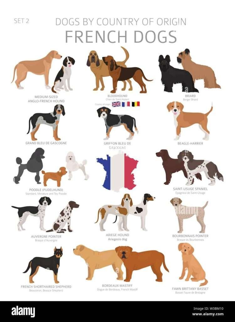 French Guard Dog Breeds