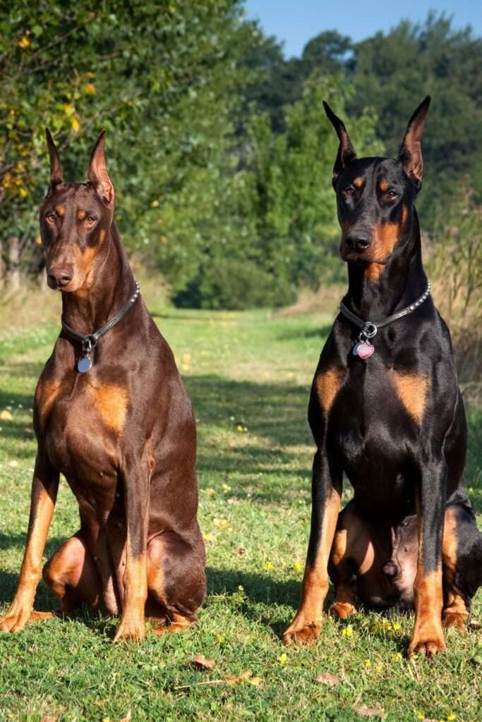 German Guard Dog Breeds