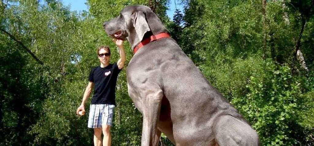Giant Guard Dog Breeds