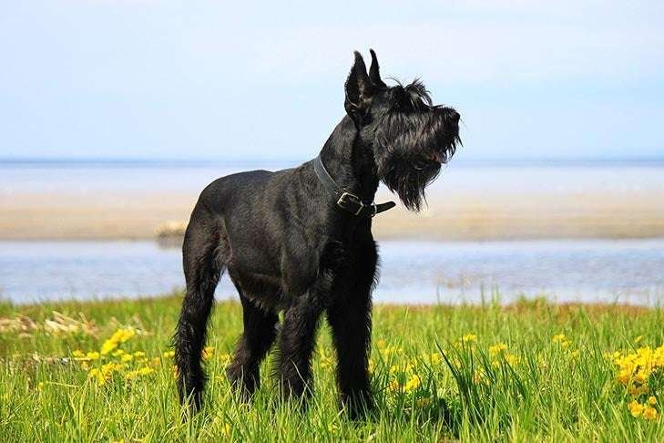 Giant Schnauzer Guard Dog Breeds