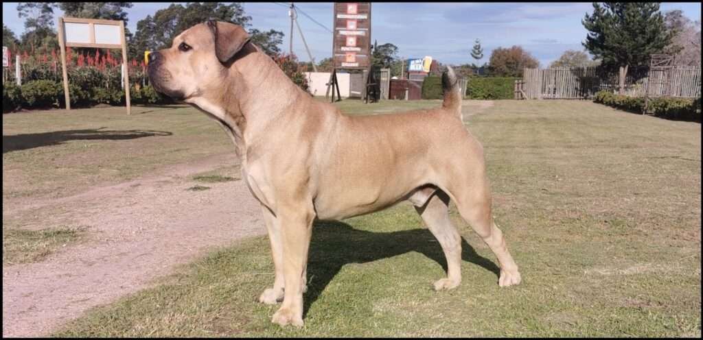 Good Guard Dog Breeds in South Africa