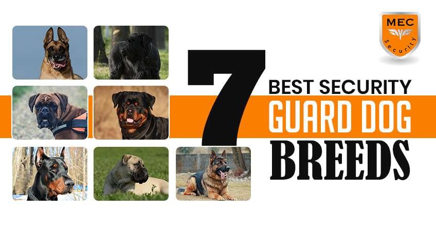 Good Guard Dog Breeds Uk