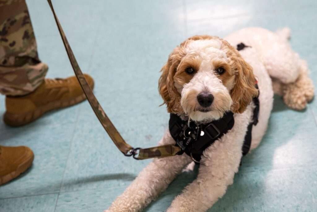Guard Dog Breeds in Arkansas